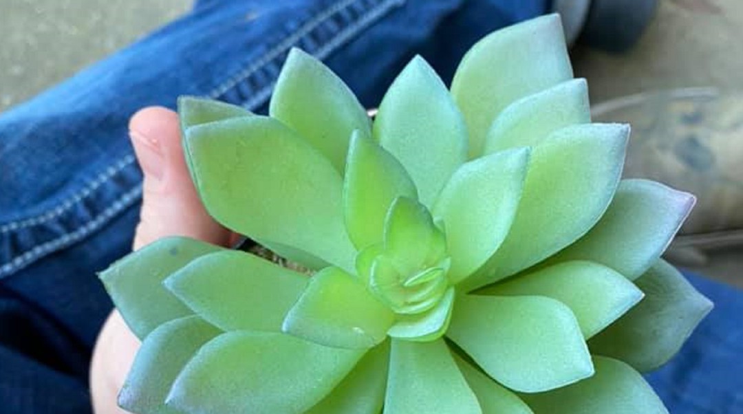 Pasó dos años regando esta planta y descubrió que era de plástico