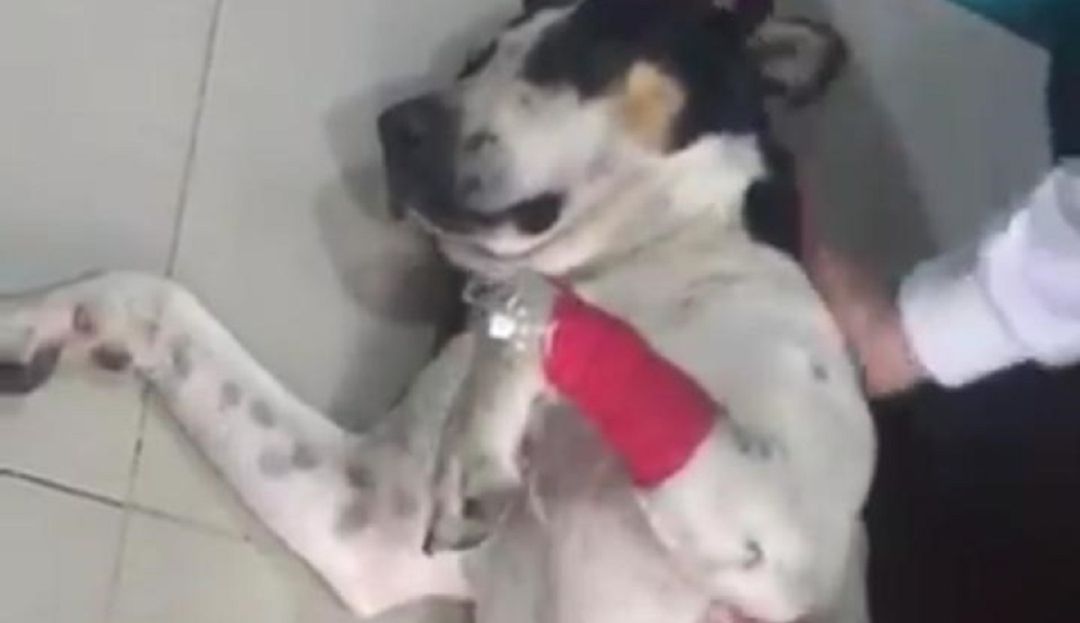Maltrato animal en Colombia: Thor, el perro al que le sacaron 100 balines de su cuerpo