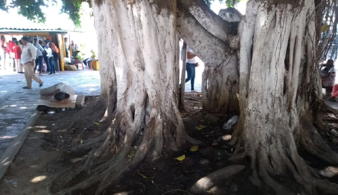 Palitos de caucho en Cartagena: La crisis de los árboles en el centro histórico de Cartagena
