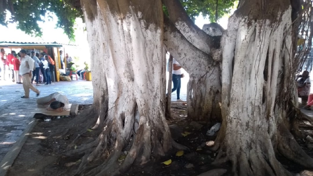 La crisis de los árboles en el centro histórico de Cartagena