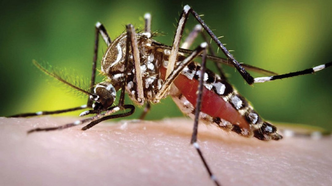 Joven cartagenero desarrolla proyecto para investigar casos de Dengue