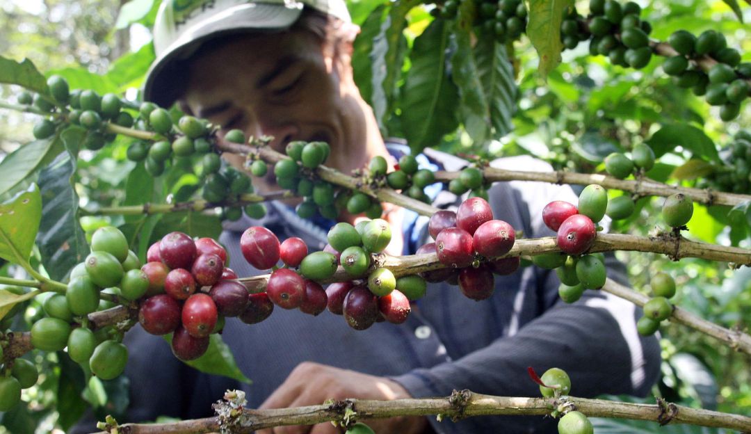 Producción de café: Producción de café en Colombia en febrero cayó un 9%