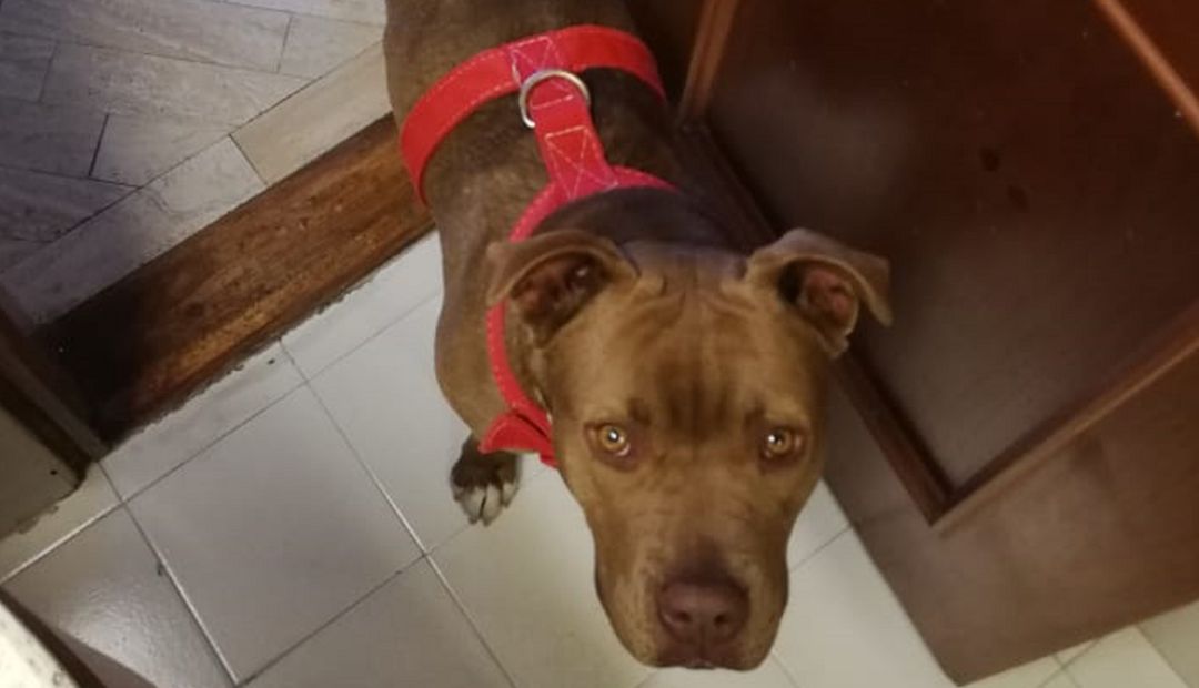 Nala