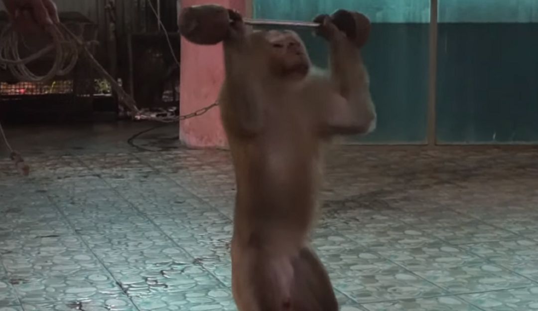 Abuso animal en Tailandia: Este mono es obligado a levantar pesas para entretener a los turistas