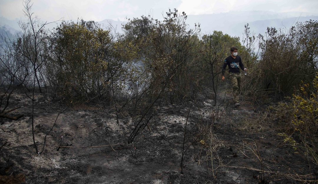 Incedio forestal El Carmen de Bolívar: Incendio forestal en El Carmen de Bolívar causa daños en unas 50 hectáreas