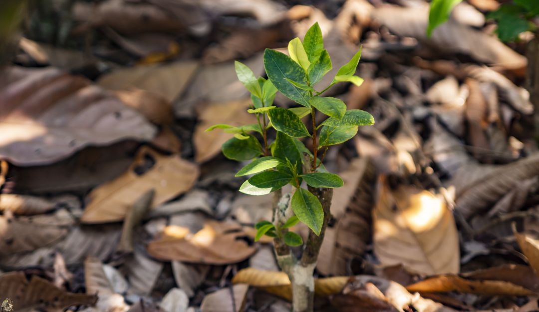 Tráfico cocaína en Colombia: EE.UU. estima que el cultivo de coca en Colombia permaneció estable en 2019