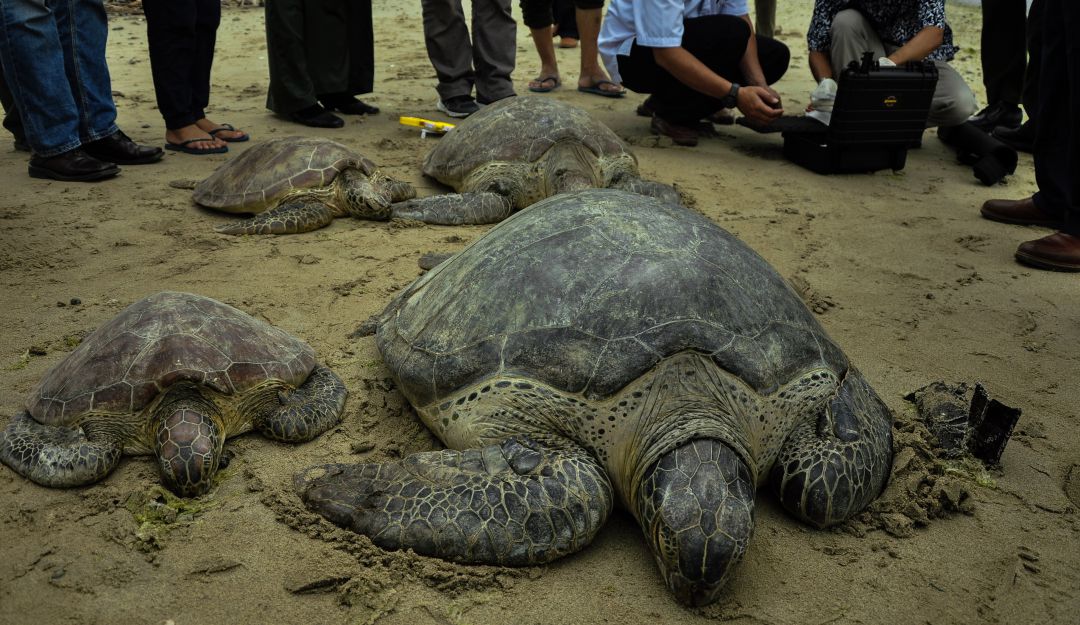 Tortugas marinas en Colombia: Comunidades costeras pueden ayudar a monitorear tortugas marinas