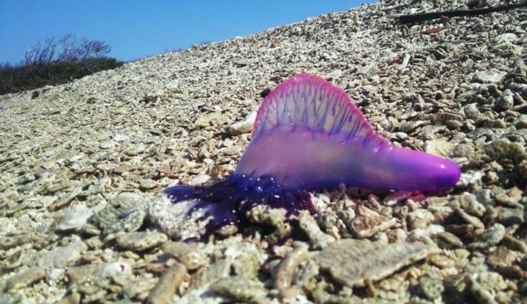 fragata portuguesa: Presencia de fragata portuguesa en Corales del Rosario y de San Bernardo