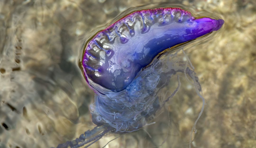 Medusas venenosas: Parques Nacionales advierte sobre presencia de la medusa fragata portuguesa