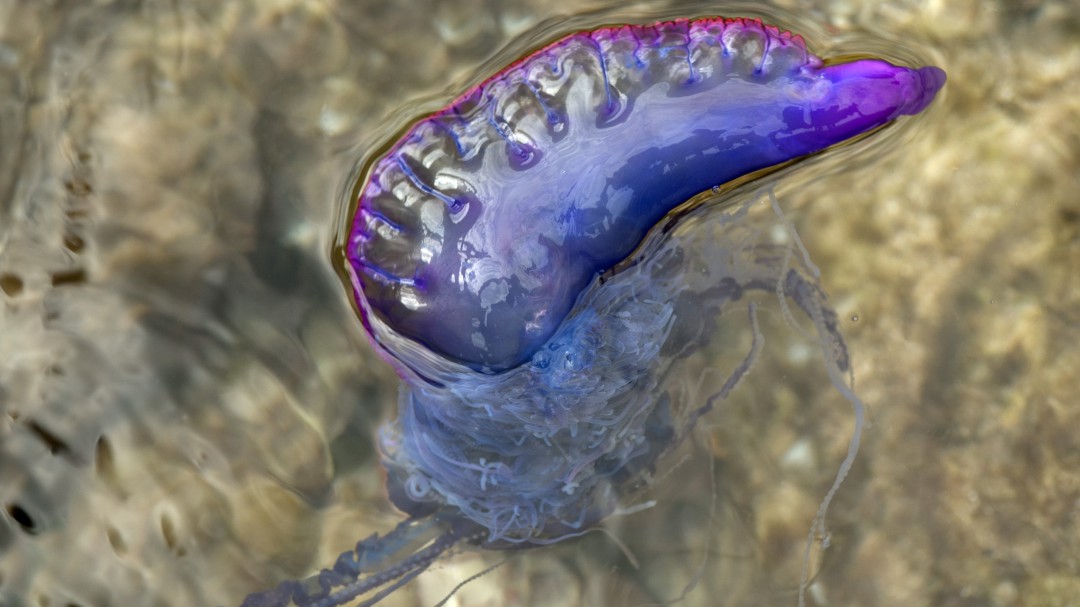 Parques Nacionales advierte sobre presencia de la medusa fragata portuguesa