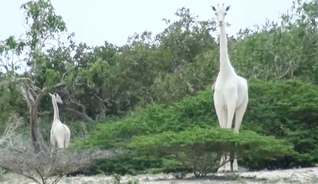 Jirafa blanca de Kenia: Cazadores furtivos matan la única jirafa blanca y a su cría de Kenia