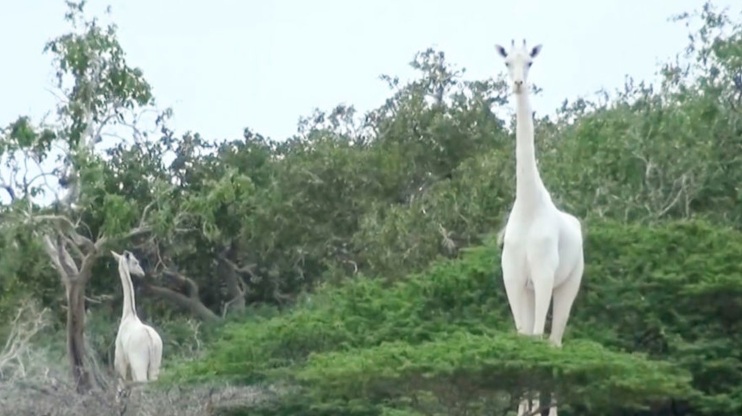 Cazadores furtivos matan a la única jirafa blanca y a su cría de Kenia