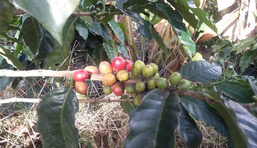Café de Caldas