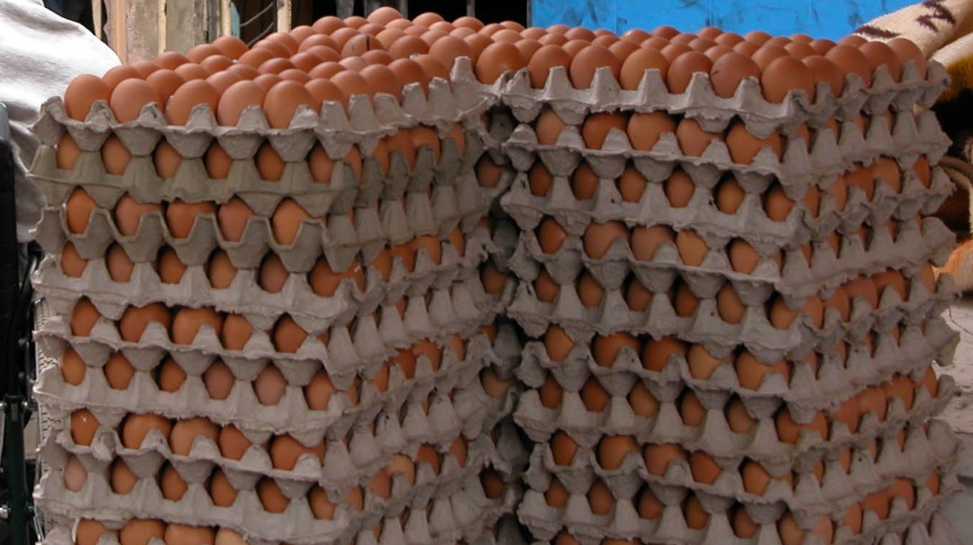 Pollos y huevos comienzan a subir por alza del dólar