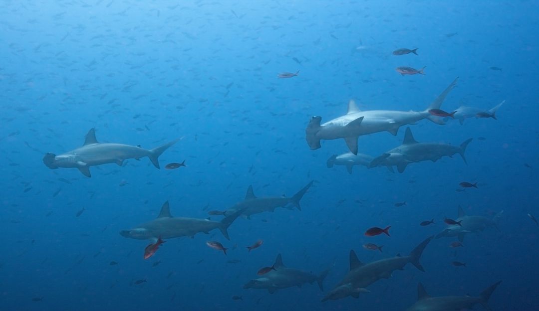 Tiburones en peligros de extinción: Marcan hembras de tiburón martillo para ubicar áreas de crianza