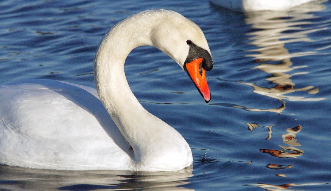 Ciudades del mundo en cuarentena: Animales silvestres son los nuevos turistas de las ciudades en cuarentena
