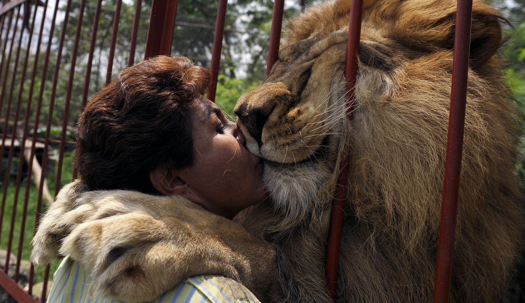 Falleció Júpiter, el león que besaba a su cuidadora