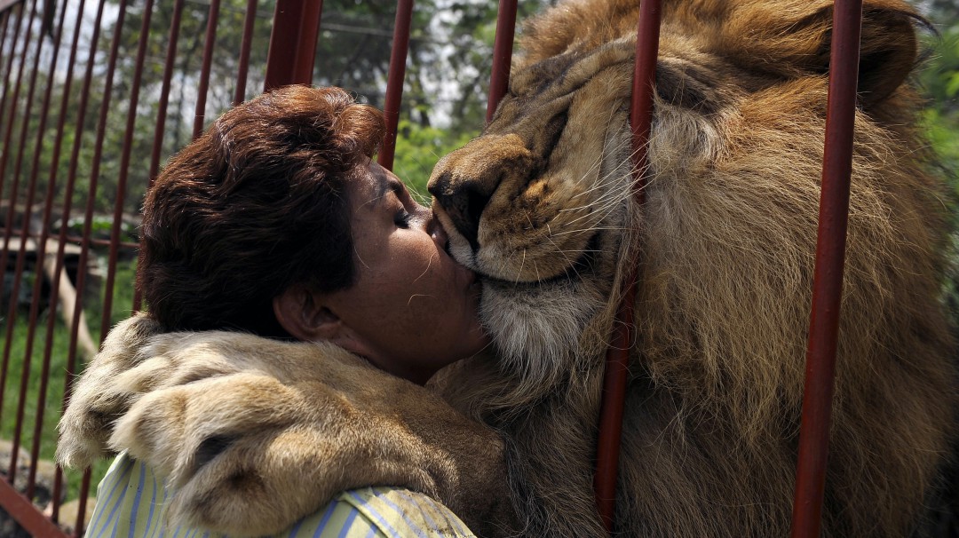 Falleció Júpiter, el león que besaba a su cuidadora