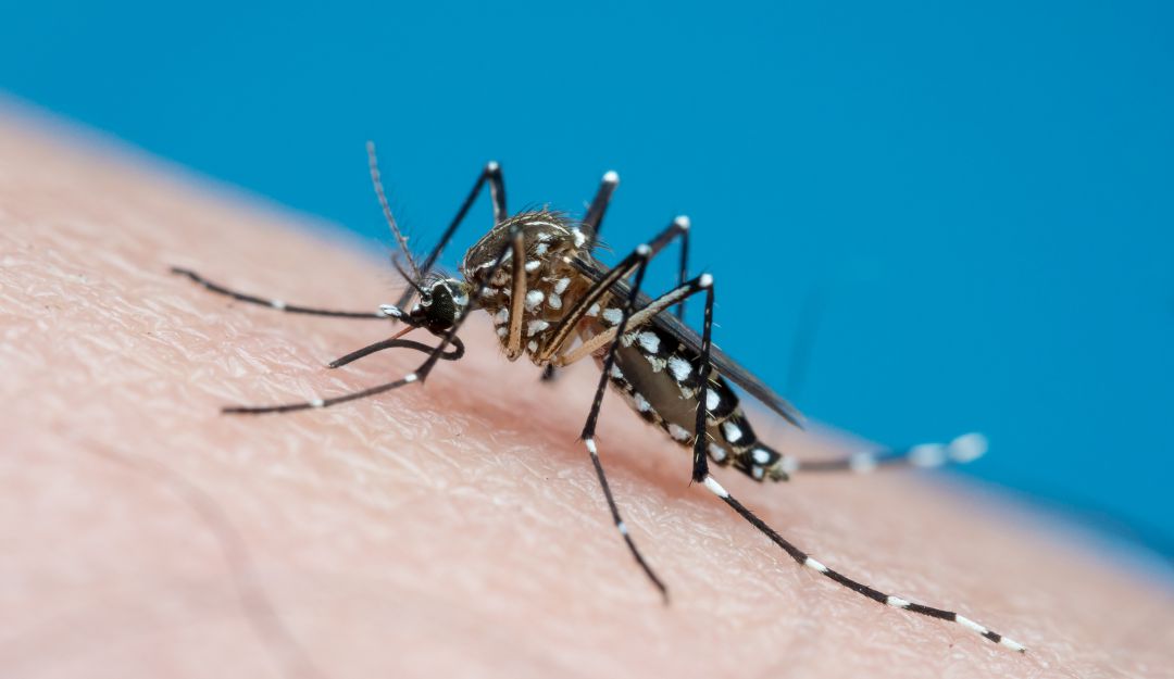 Dengue en Colombia: Murió un niño de 13 años por dengue en el Cauca