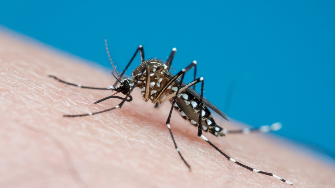 Murió un niño de 13 años por dengue en el Cauca