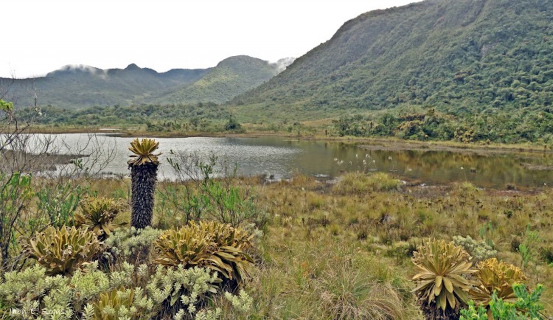 Parque Nacional Tatamá osos: Avistamiento de ocho ejemplares de oso andino en el Parque Nacional Tatamá