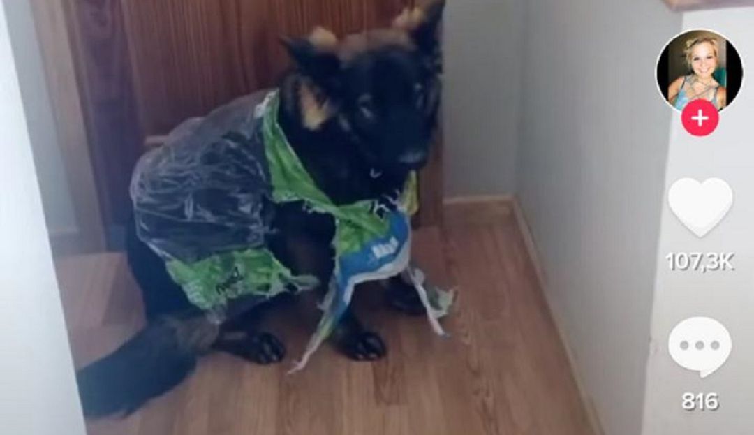Cosas chistosas de la cuarentena: Perro destrozó papel higiénico que su dueña había comprado para cuarentena