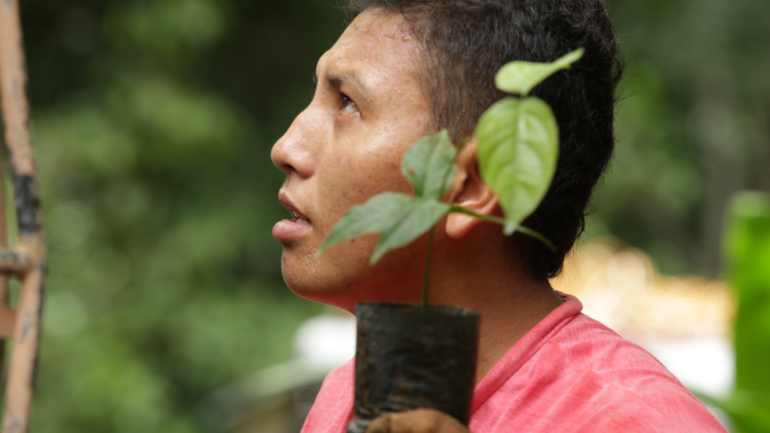 Sistemas agroforestales en Amazonas: cultivar protegiendo suelos y bosques