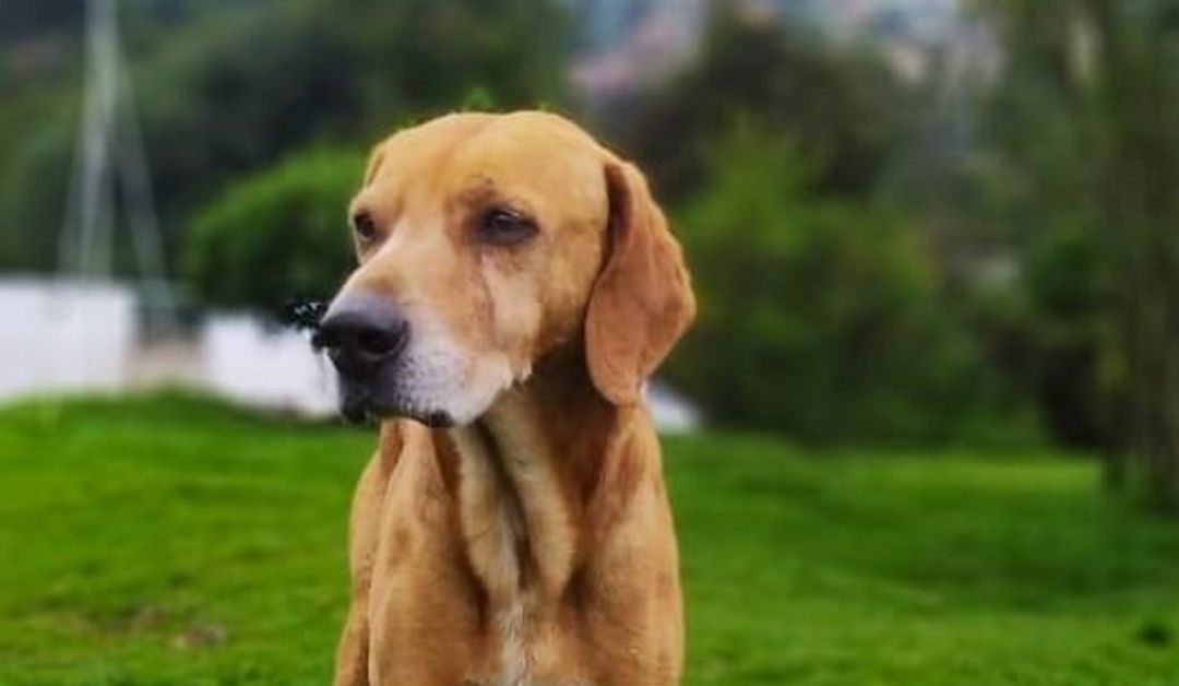 Paco
