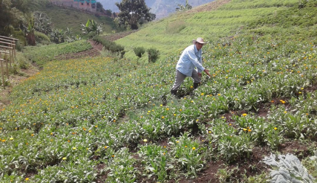 Cultivo de plantas aromáticas Santa Rosa