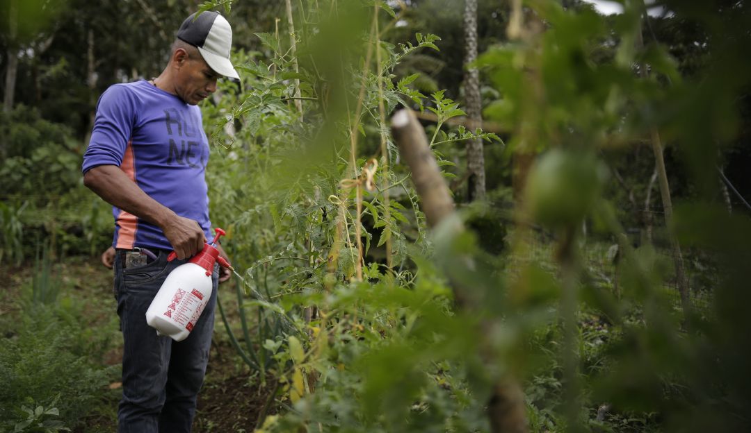 Pandemia Coronavirus alimentos campesinos: Campesinos no paran, en medio de la pandemia del coronavirus