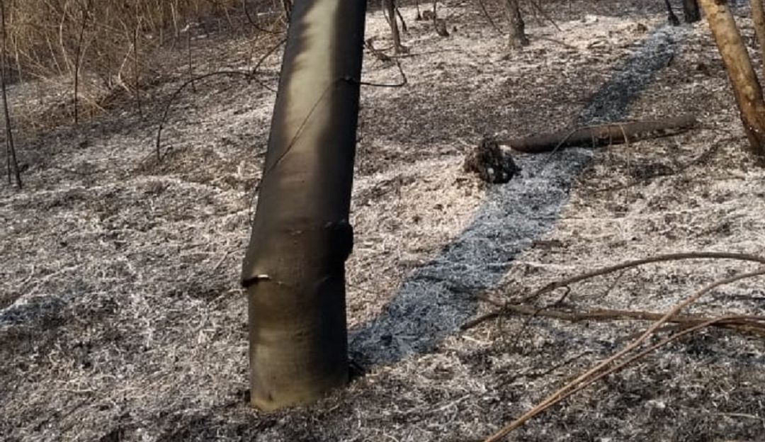 Energía eléctrica en Bolívar: Incendios forestales afectan servicio de energía en San Jacinto, Bolívar
