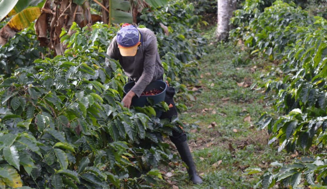 Antioquia inicia campaña contra las drogas con recolectores de café: En Antioquia inicia campaña contra las drogas con recolectores de café