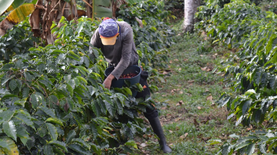 Cosecha cafetera en el Tolima a punto de perderse por escasa mano de obra