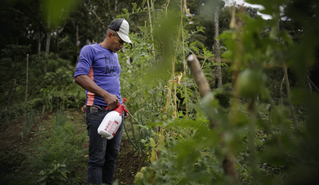 Ayuda a campesinos coronavirus: Banco Agrario adopta plan de ayudas para los campesinos