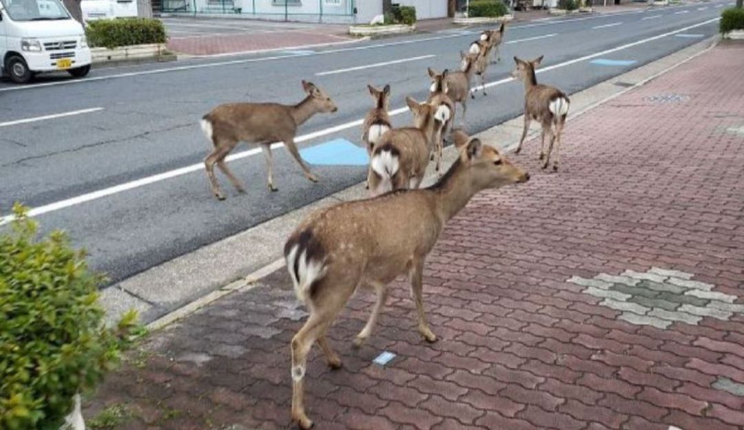 En calles de Japón