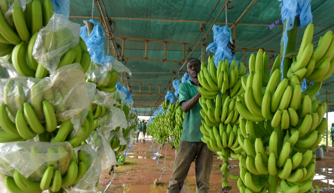 asociación de bananeros de Colombia Coronavirus: La asociación de bananeros de Colombia toma medidas para sus trabajadores