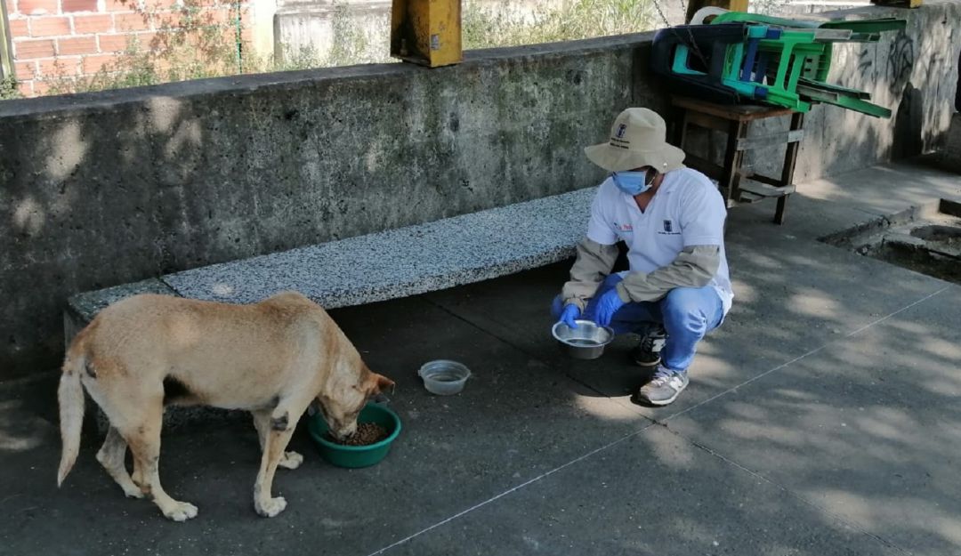 Animales callegeros reciben comida durante aislameinto por Civid-19: Perros y gatos callejeros reciben comida durante la cuarentena en Medellín