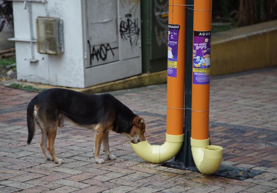 No están solos, comedores y bebederos para perritos en Villavicencio