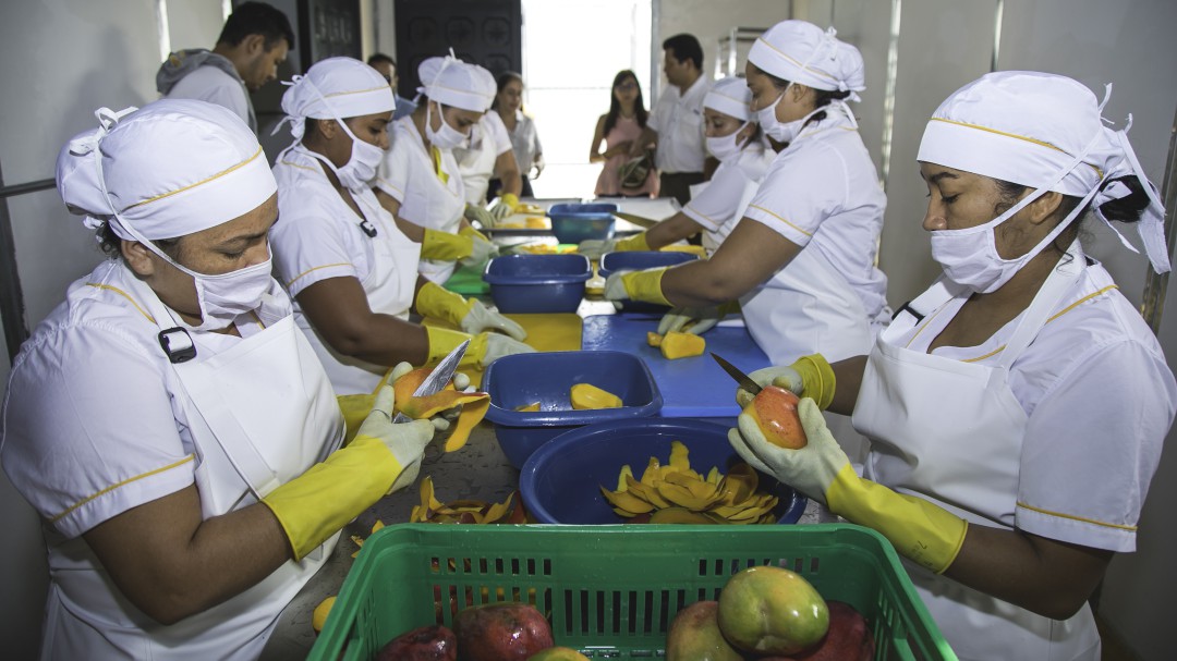 En el Tolima, mujeres deshidratan frutas con energía solar