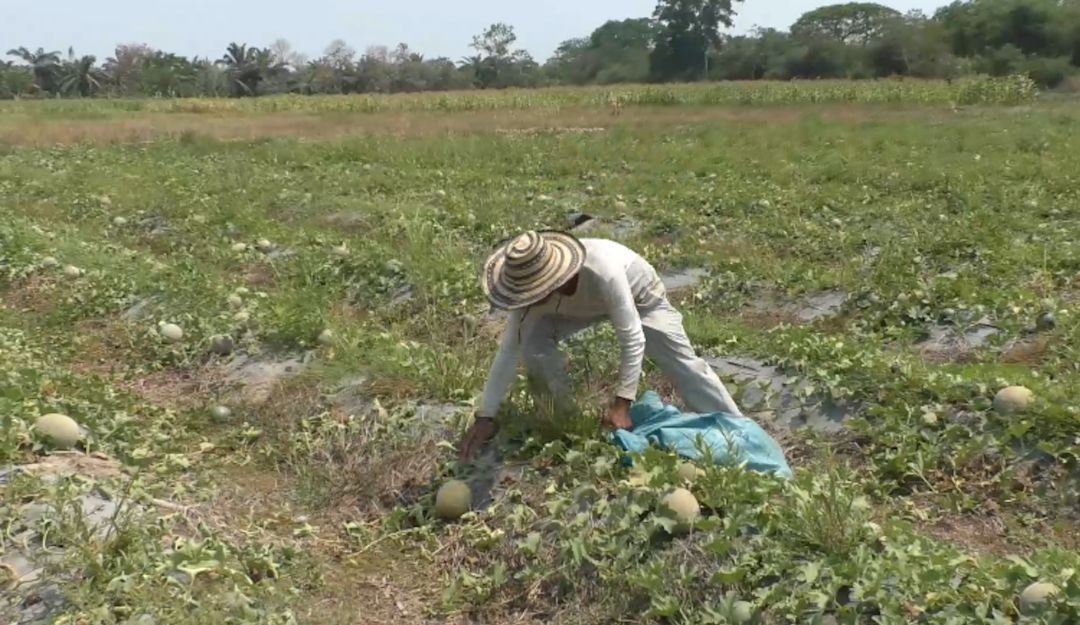 Campesinos afectados por aislamiento nacional, Banasan: Banasan compra cosecha a campesino afectado por el aislamiento nacional