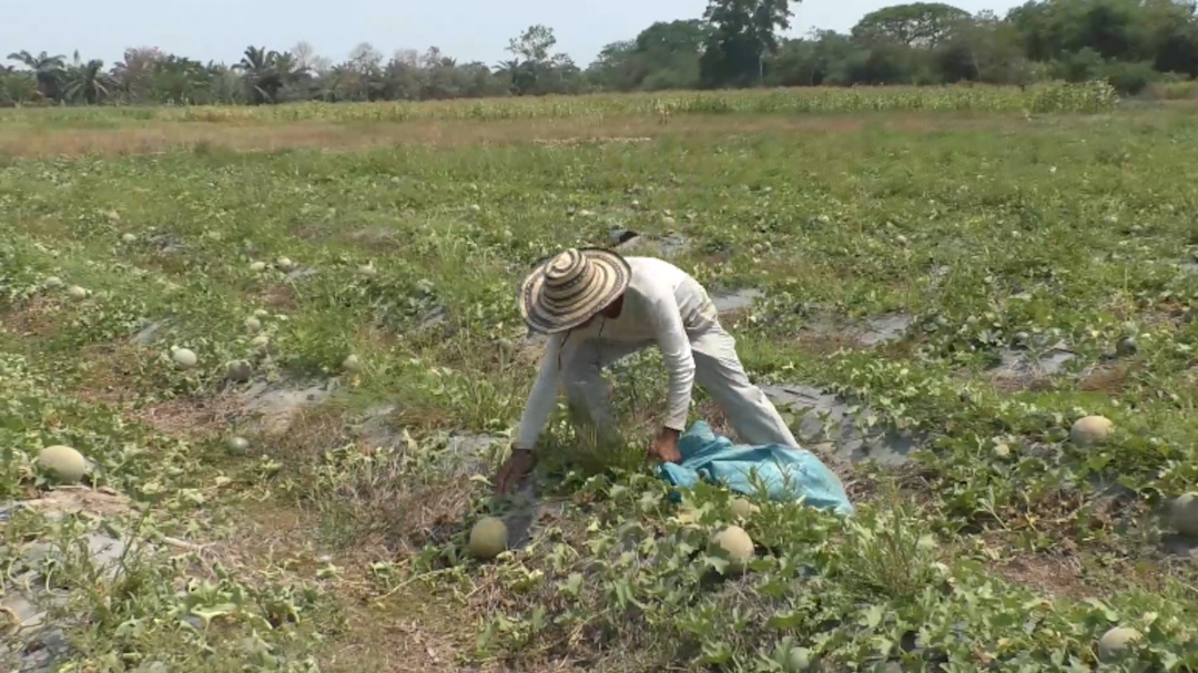 Banasan compra cosecha a campesino afectado por el aislamiento nacional