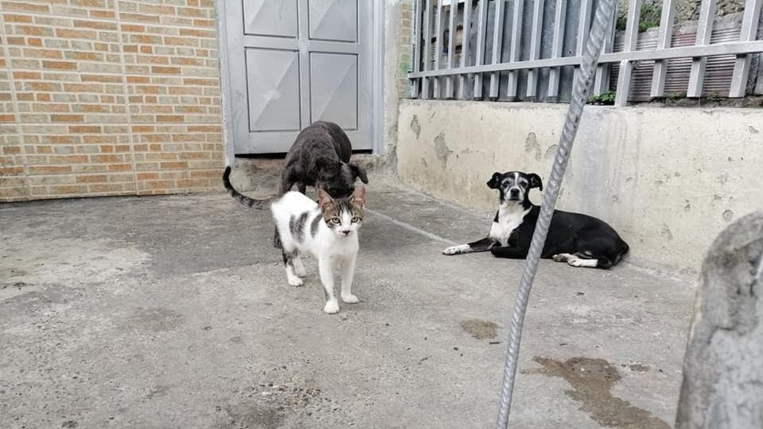 Animalistas y CRQ unidos por los perros y gatos de la calle en Armenia
