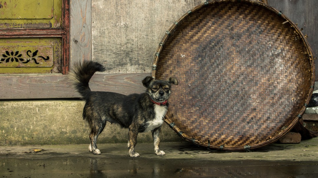 Ciudad China prohíbe comer animales tras crisis del coronavirus