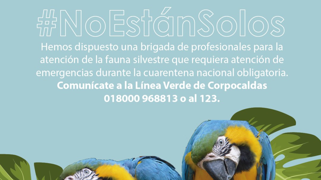 En la Línea Verde reciben información de fauna silvestre afectada