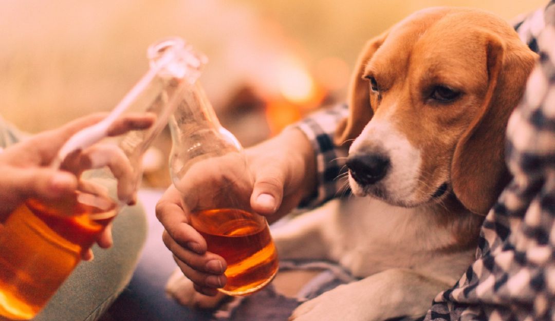 Cerveza gratis: Empresa de EE.UU. ofrece cerveza gratis por un mes a quien adopte un perro