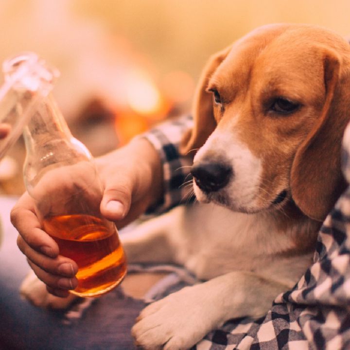 Empresa de EE.UU. ofrece cerveza gratis por un mes a quien adopte un perro