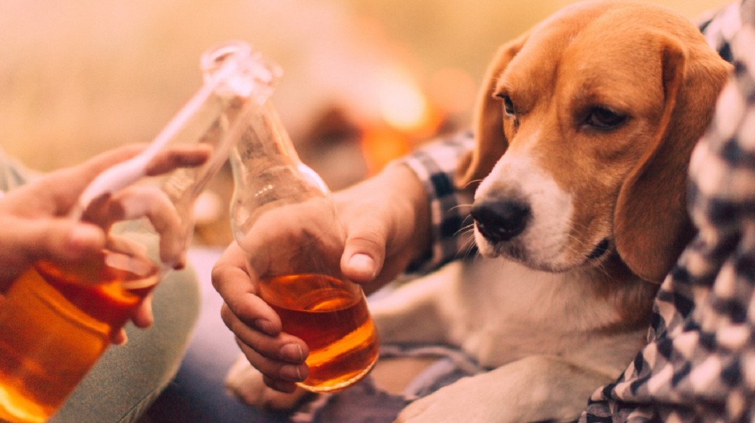 Empresa de EE.UU. ofrece cerveza gratis por un mes a quien adopte un perro