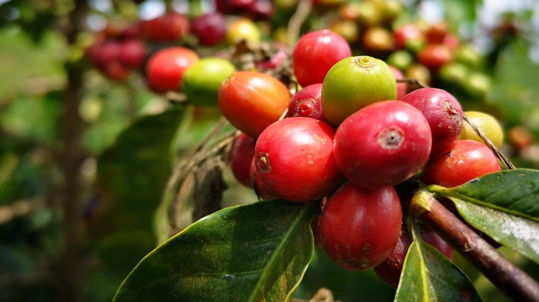 En el departamento del Quindío van a carnetizar a los recolectores de café