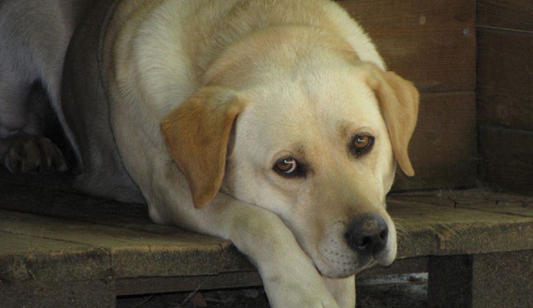 Coronavirus en Cartagena: Por la cuarentena incrementa abandono de animales en Cartagena
