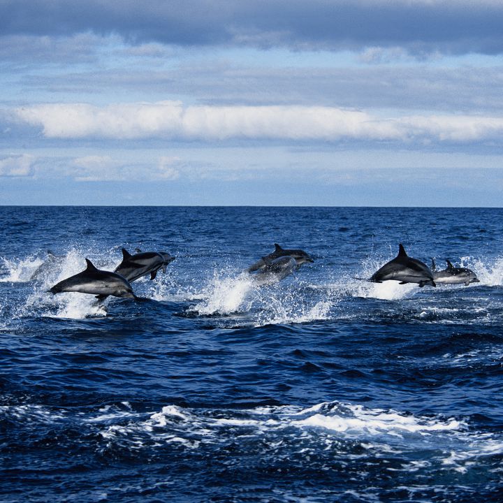 Video de delfines nadando en mar guajiro se roba el show en redes sociales
